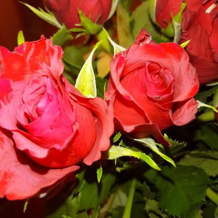 Hotel Laurence Roma Ngoại thất bức ảnh